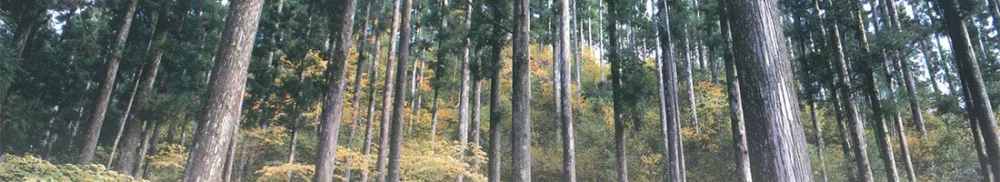 紀州の杉林
