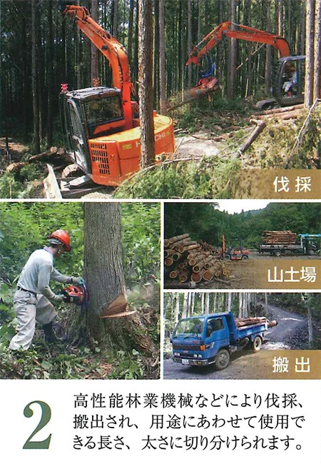 伐採、山土場、搬出