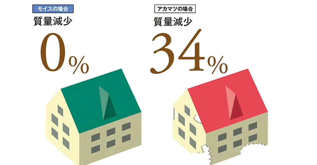 防蟻比較。モイスは質量減少0%、アカマツは34%